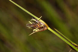 Imagem de Bolboschoenus planiculmis (F. Schmidt) T. V. Egorova