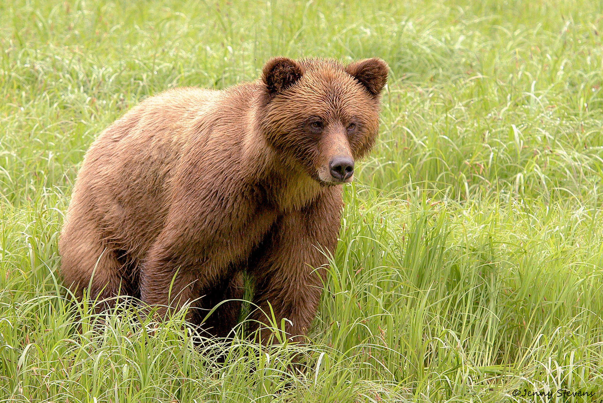 Image of grizzly bear