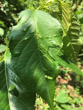 Imagem de Prunus campanulata Maxim.