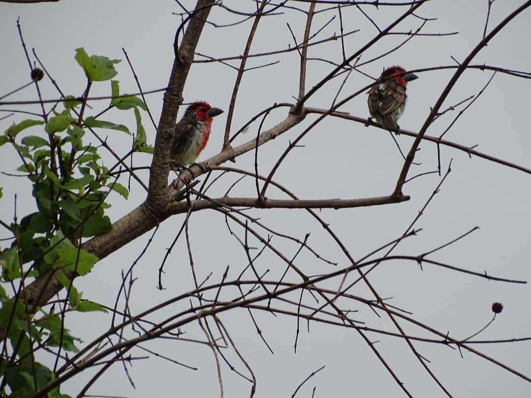 Image of Vieillot's Barbet