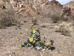 Image of Panamint daisy