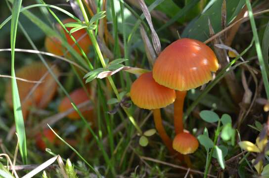 Image of Hygrocybe mucronella (Fr.) P. Karst. 1879