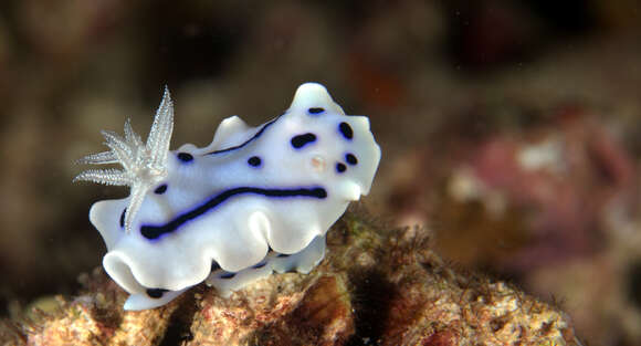 Image de Chromodoris willani Rudman 1982