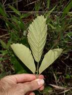 Image of Handroanthus ochraceus subsp. ochraceus