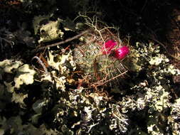 Image of Mammillaria albilanata subsp. oaxacana D. R. Hunt