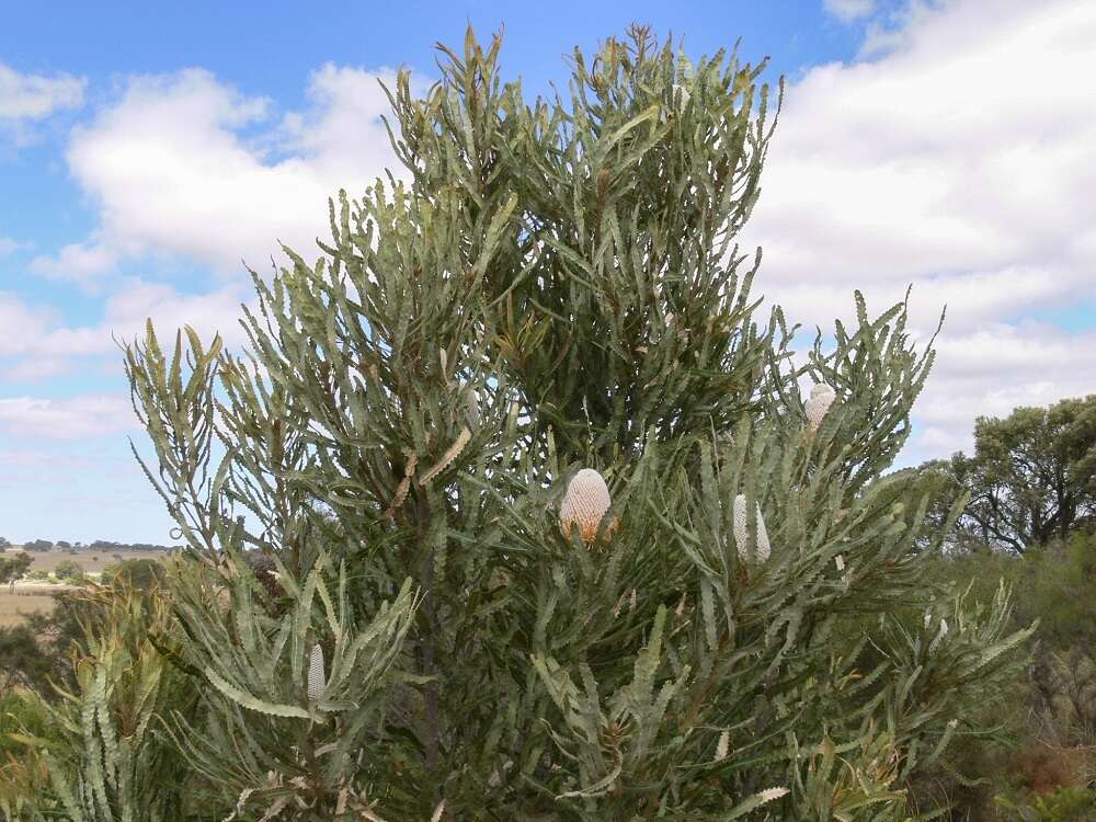 Image of Banksia prionotes Lindl.