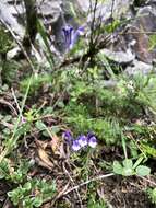 Sivun Scutellaria indica var. indica kuva