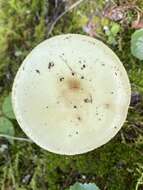 Image of Coker's Lavender Staining Amanita