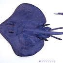 Image of Blue skate