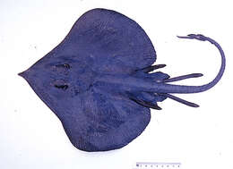 Image of Blue skate