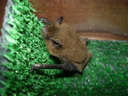 Image of Nathusius' Pipistrelle