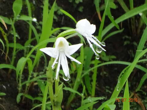 Image of Habenaria grandifloriformis Blatt. & McCann