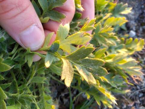 Слика од Geum glaciale J. E. Adams ex Fisch.