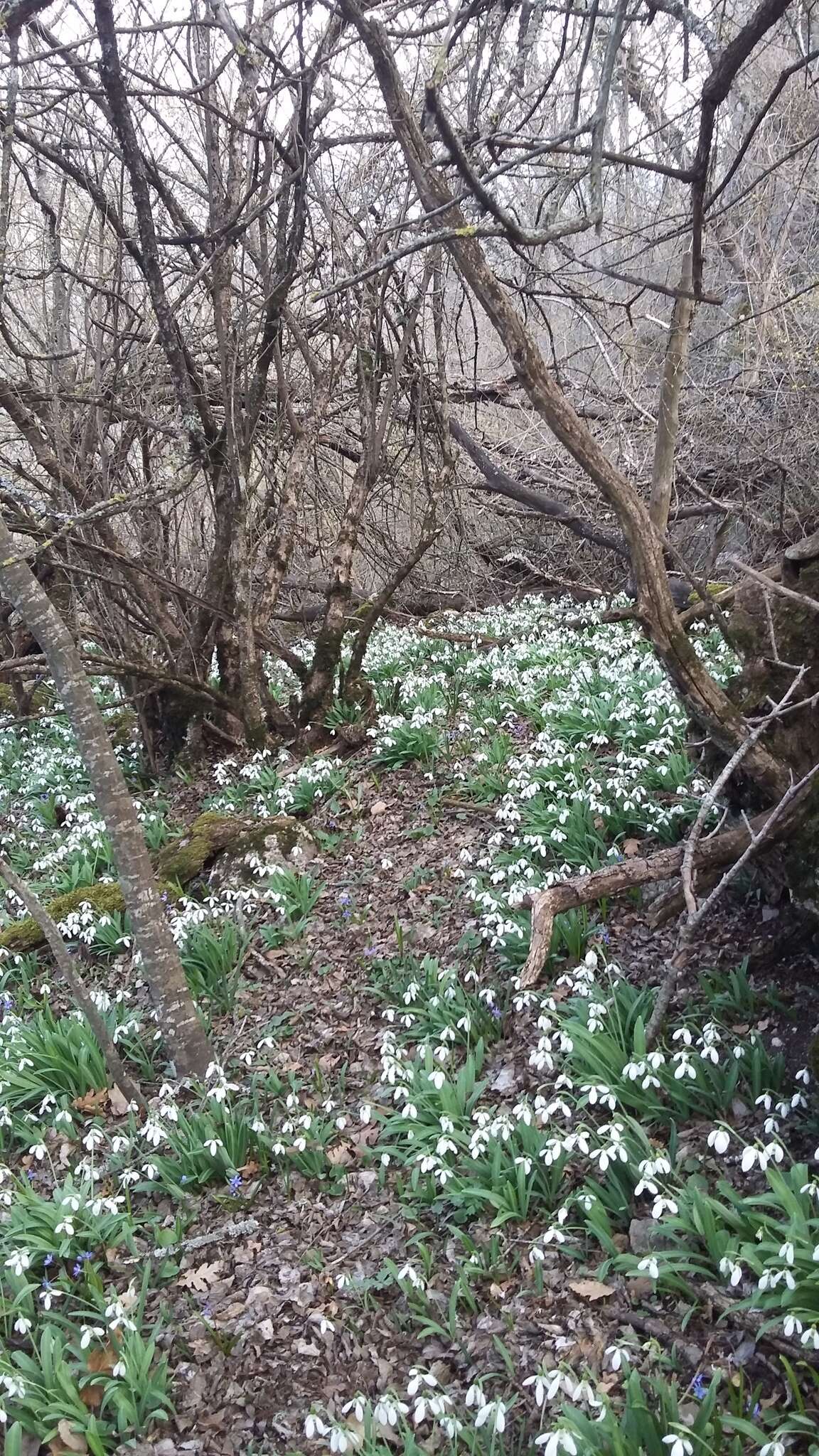 Image of Galanthus plicatus M. Bieb.