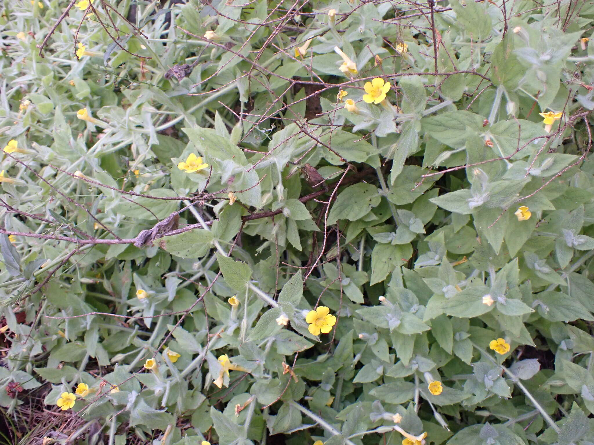 Image of muskflower