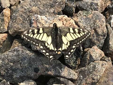 Imagem de <i>Papilio machaon aliaska</i>