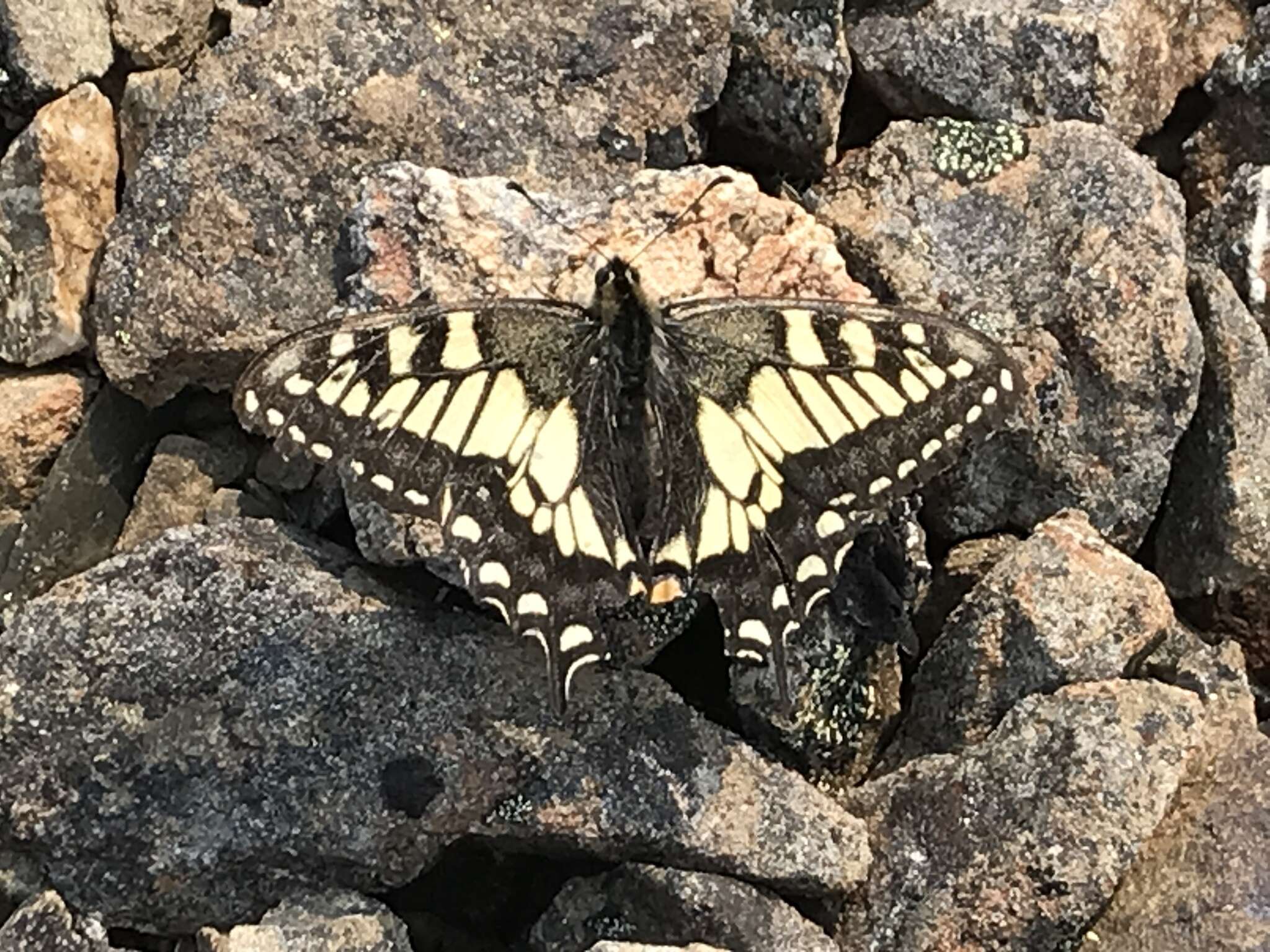 Image of <i>Papilio machaon aliaska</i>