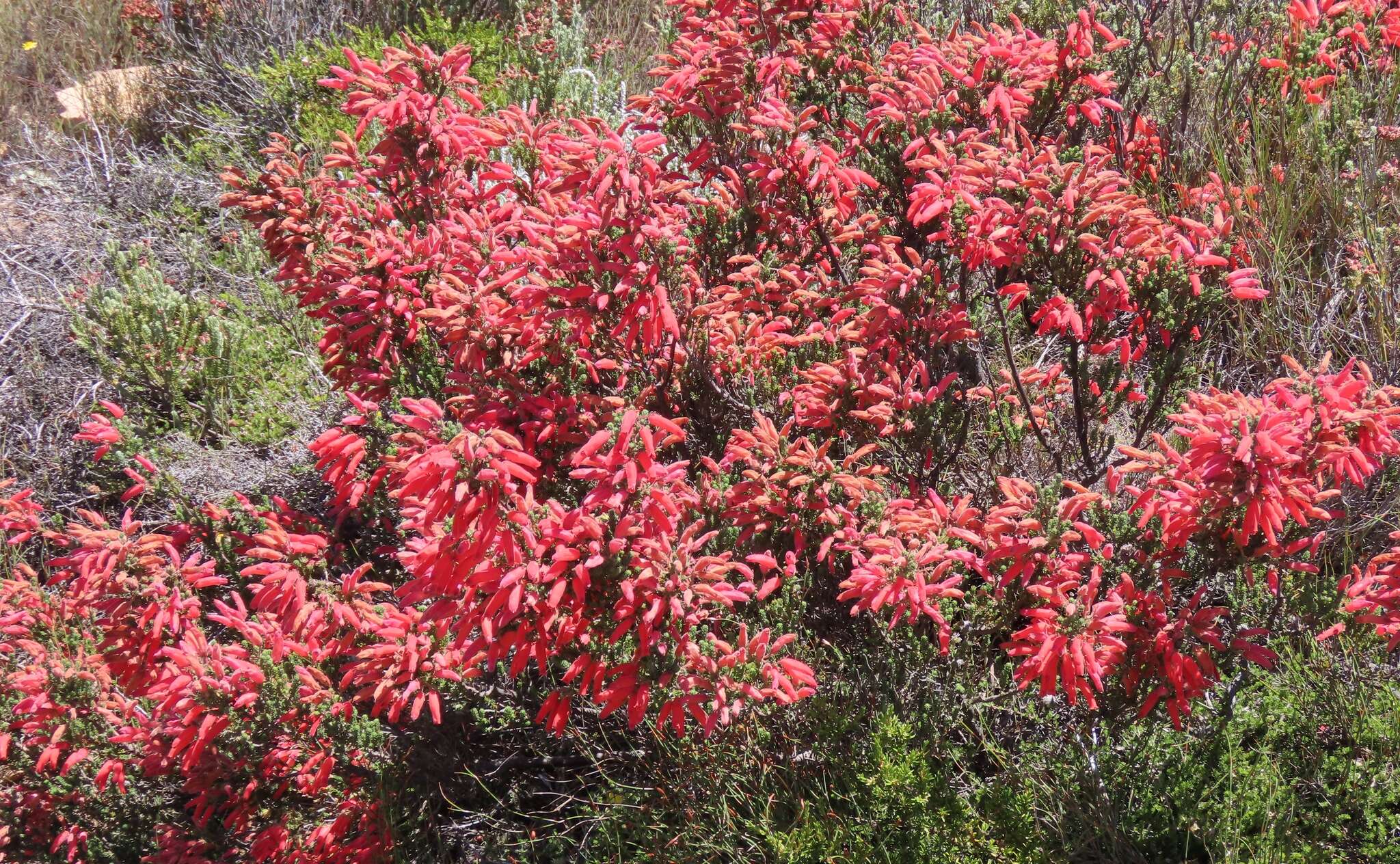 Image of Erica tumida var. tumida