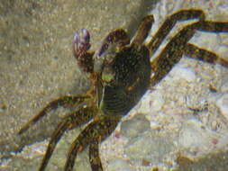 Image of Shore crab