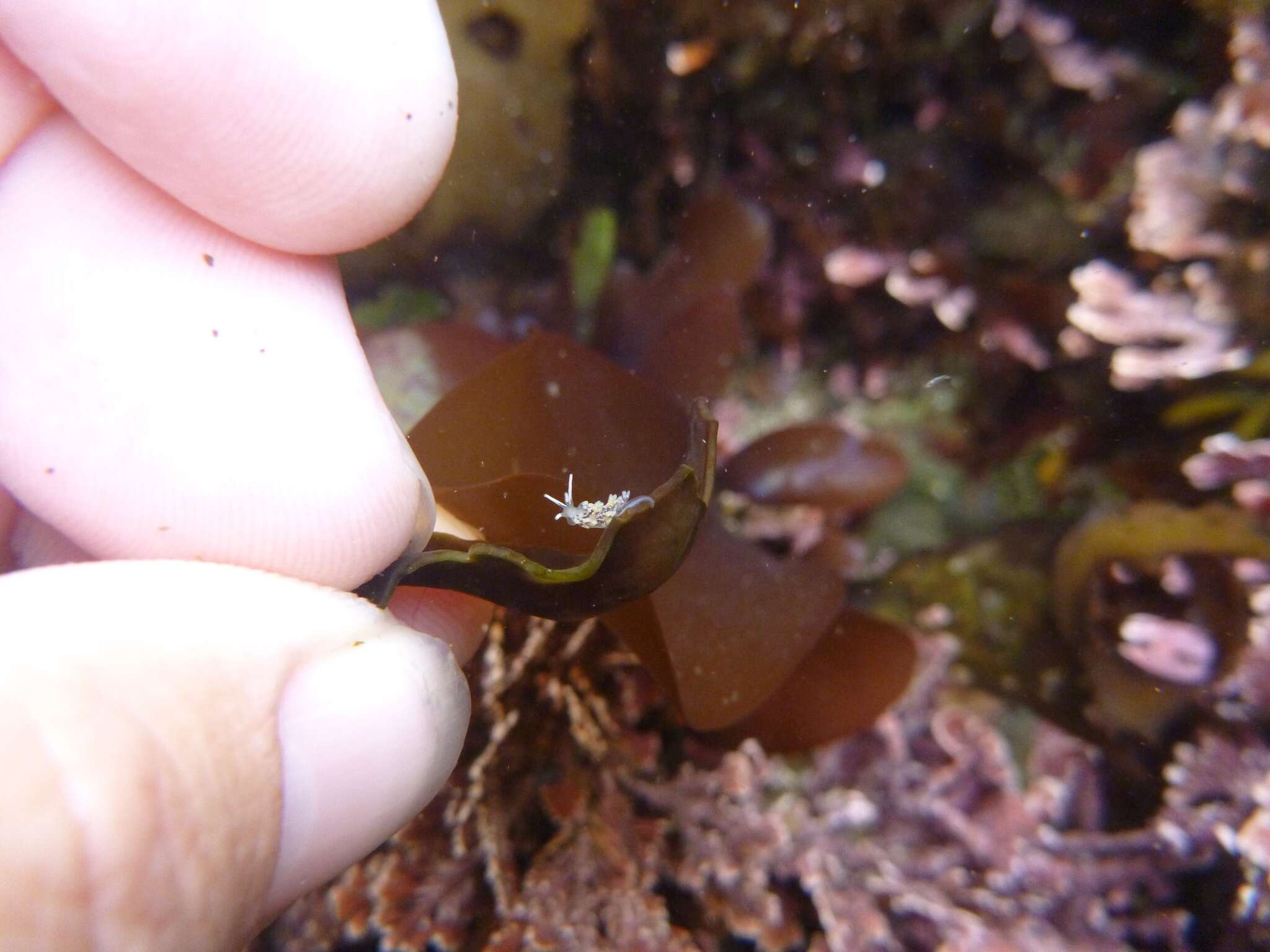 Image of Zelentia fulgens (MacFarland 1966)