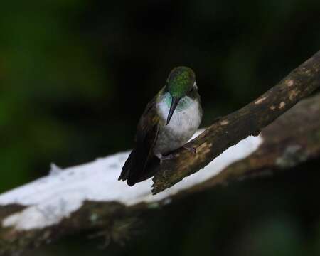 Image of Green-throated Mountain-gem