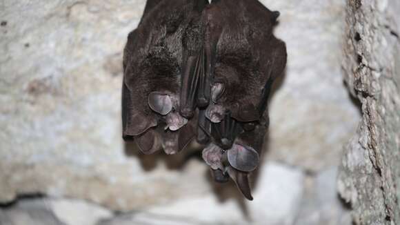 Image of big-eared woolly bat