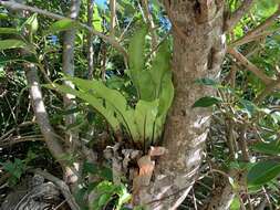 Image of Asplenium antiquum Mak.