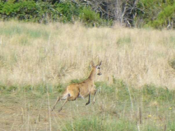 Image of Bohor Reedbuck