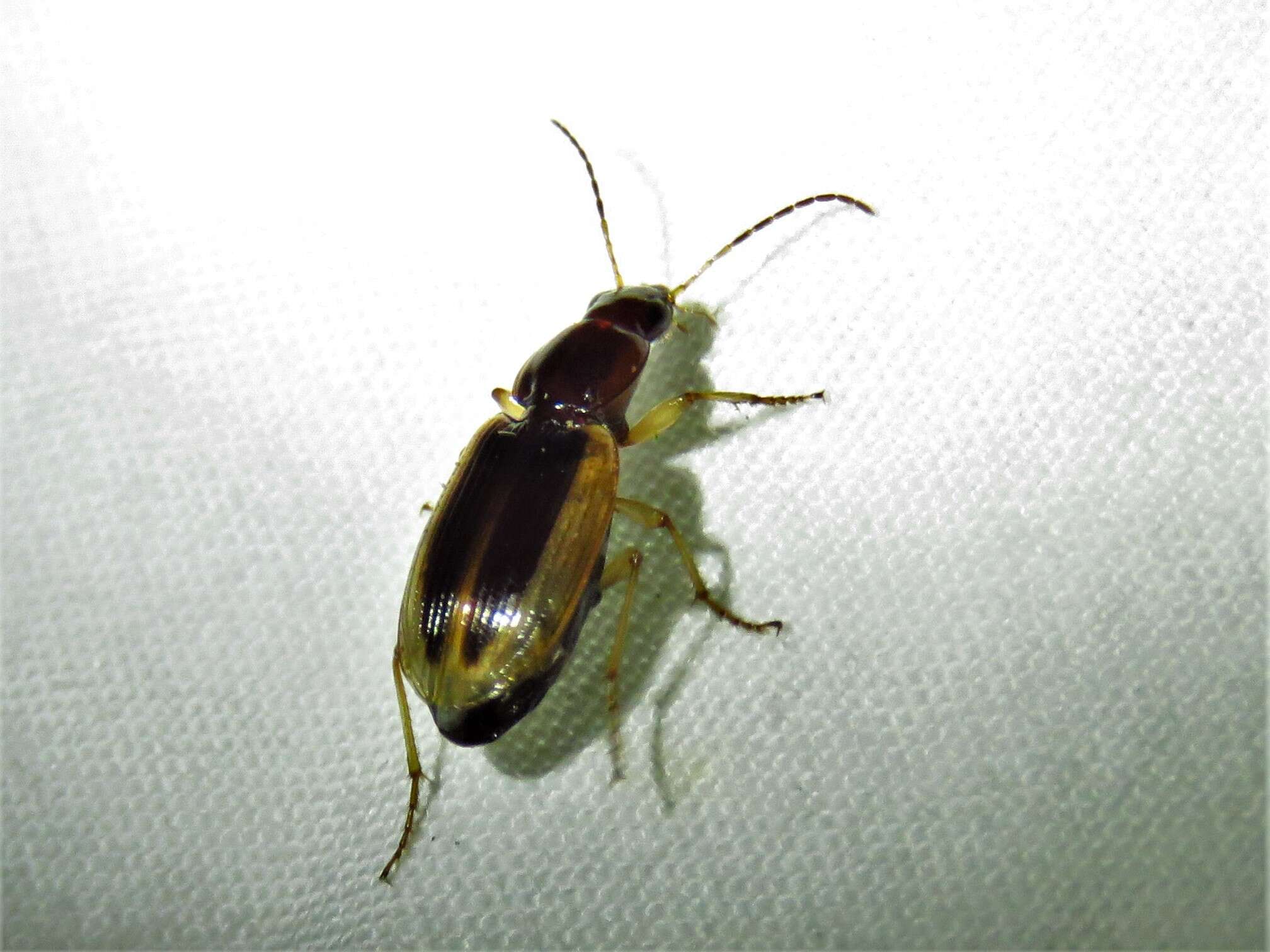 Image of Agonum (Olisares) pallipes (Fabricius 1787)