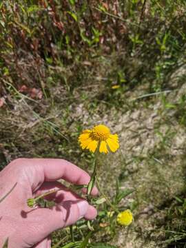 Image of Virginia Sneezeweed