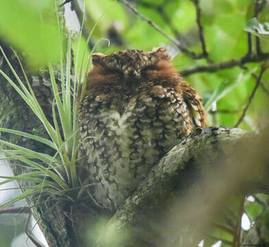 Image of Bearded Screech Owl