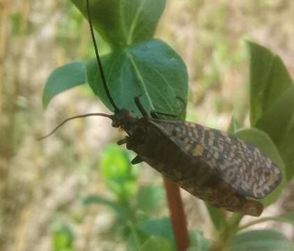 Image of Oligostomis reticulata (Linnaeus 1761)