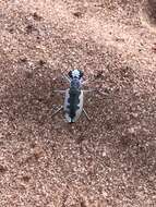 Image of White-cloaked Tiger Beetle