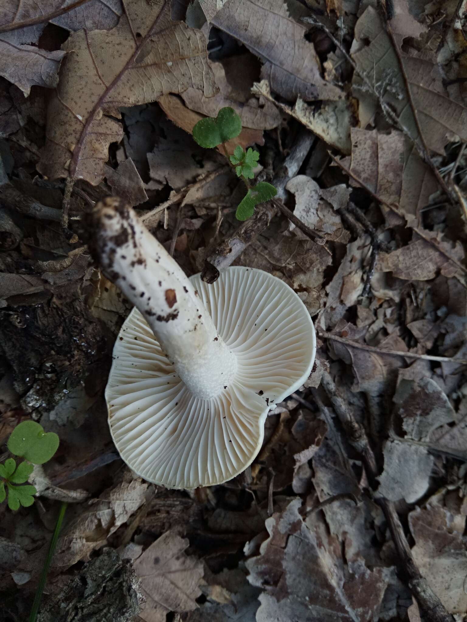 Image of Hygrophorus cossus (Sowerby) Fr. 1838