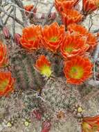 Image de Echinocereus roetteri (Engelm.) Rümpler