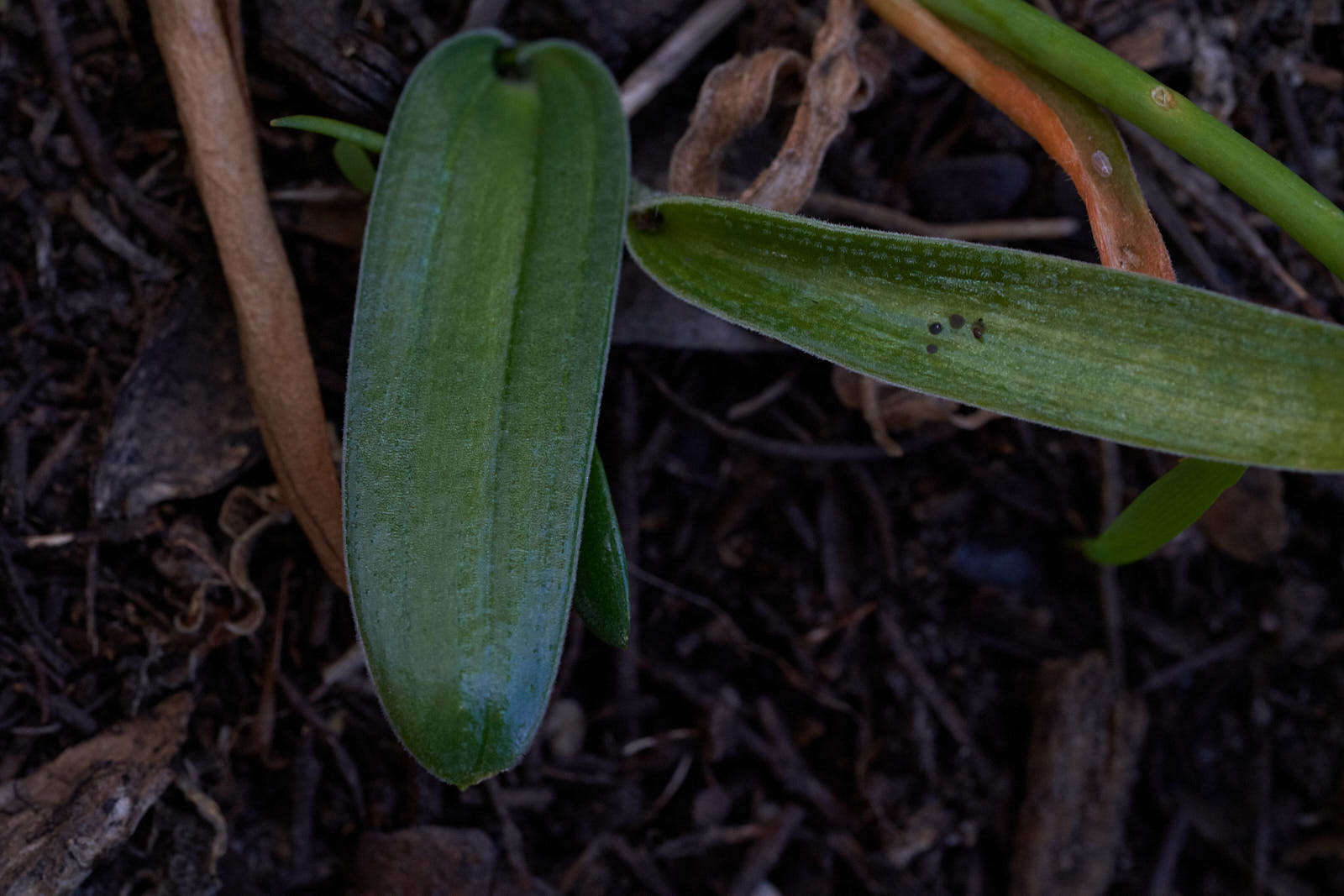 Image of Ornithogalum hispidum Hornem.