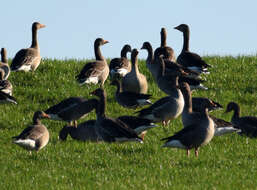 Image of Eurasian White-fronted Goose