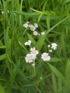 Image of Sneezeweed