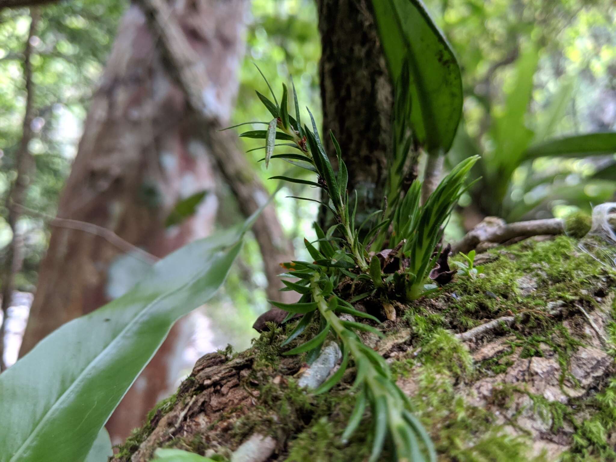 Plancia ëd Phlegmariurus carinatus (Poir.) Ching