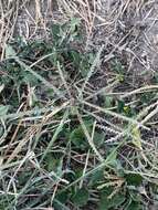 Image of windmill grass