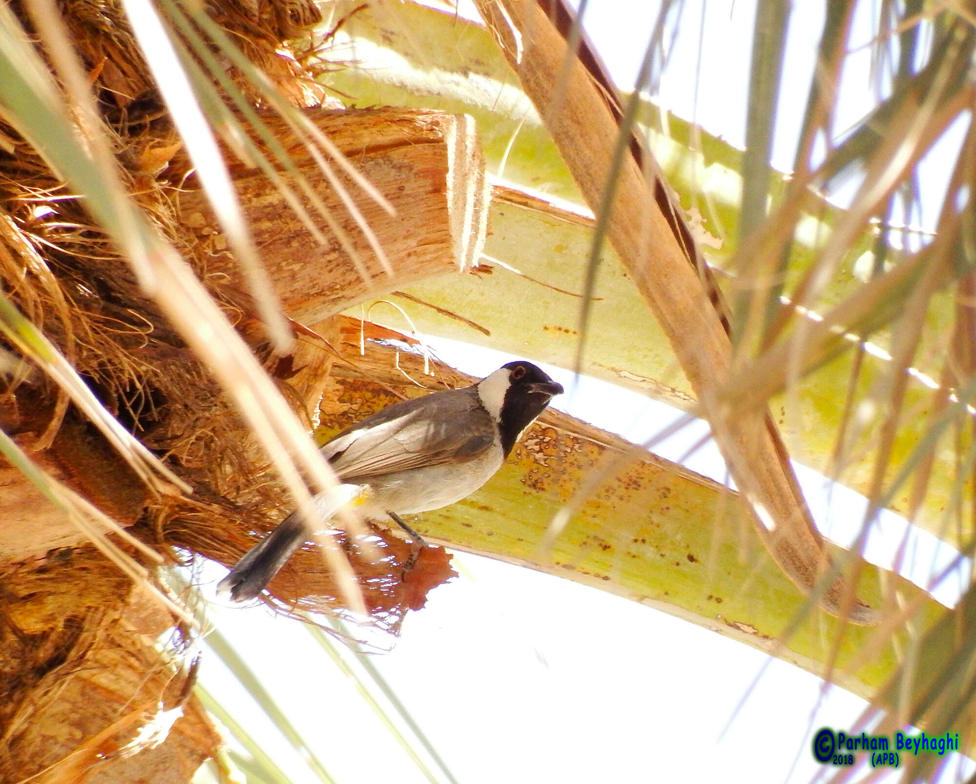 Image of White-eared Bulbul