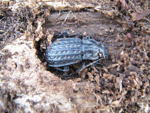 Imagem de Carabus (Limnocarabus) clatratus Linnaeus 1760