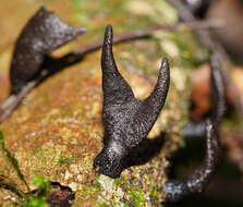 Imagem de Xylaria castorea Berk. 1855