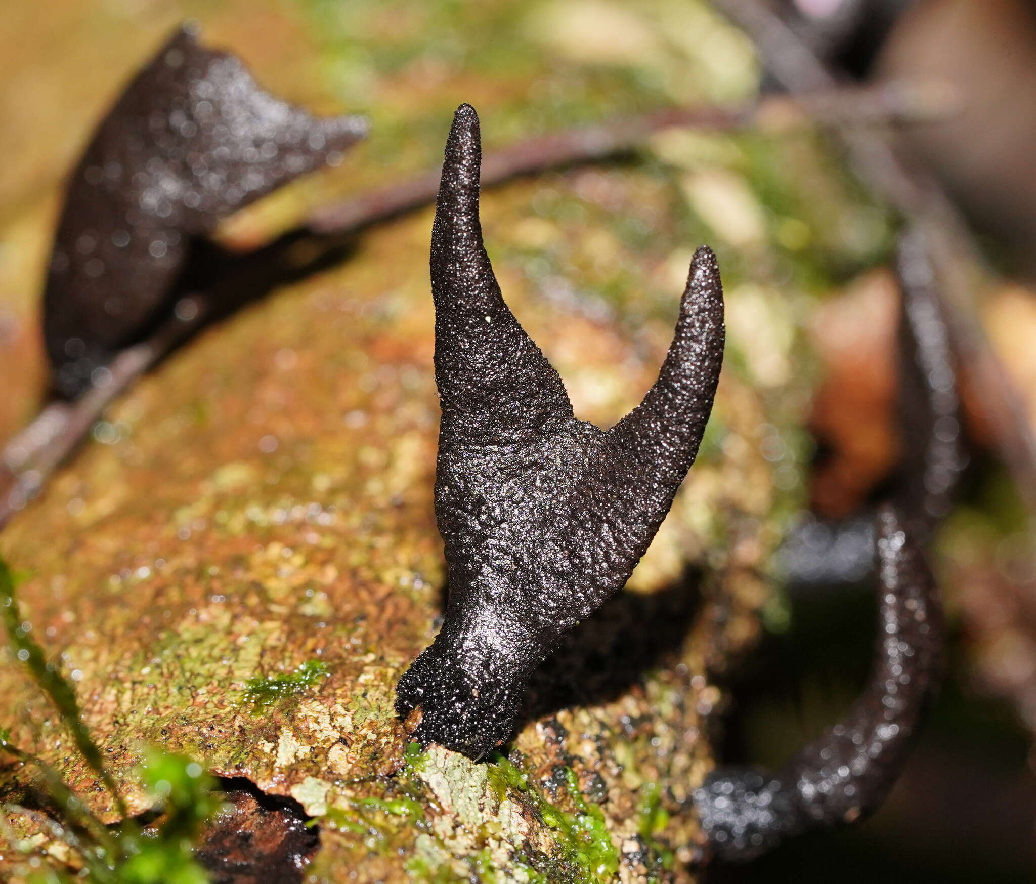 Imagem de Xylaria castorea Berk. 1855