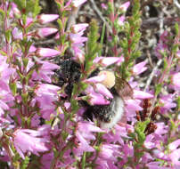 Image of Bombus soroeensis (Fabricius 1776)