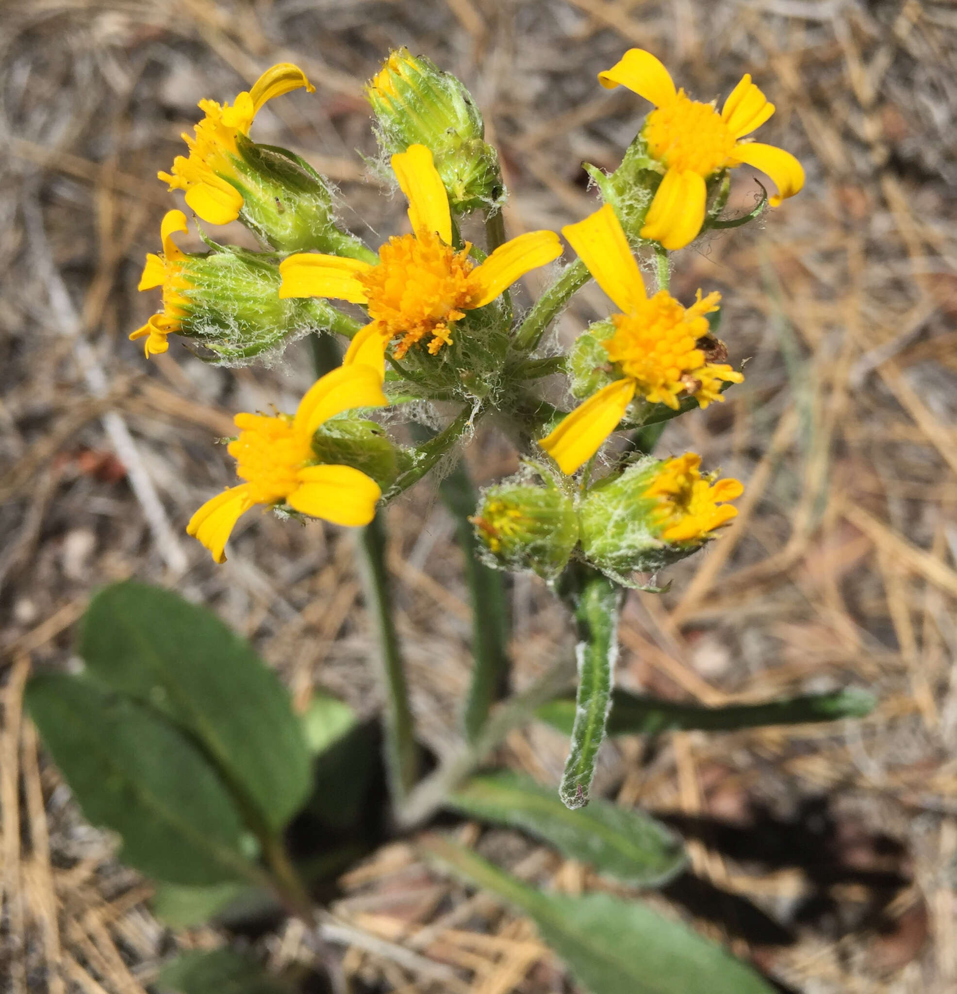 Plancia ëd Senecio integerrimus Nutt.