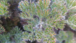 Image of Serruria roxburghii R. Br.