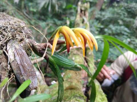 Image of Maxillaria aciantha Rchb. fil.