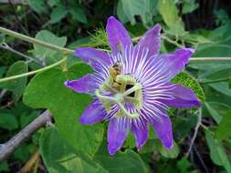 Image of Passiflora urbaniana Killip