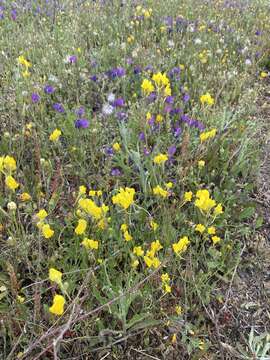 Image of Linaria viscosa (L.) Dum.-Courset